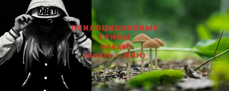 MEGA tor  Аша  Галлюциногенные грибы Psilocybe 